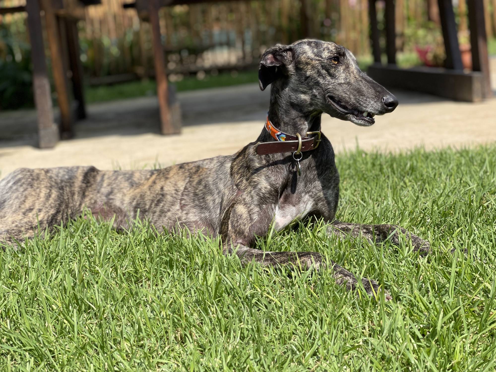 One of our gorgeous resident dogs